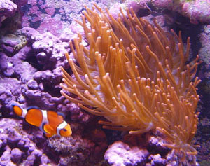 Clownfish with Anenome